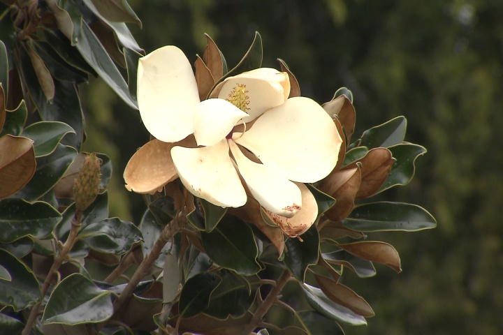 Super Plant, Little Gem magnolia, has advantages over other magnolias 